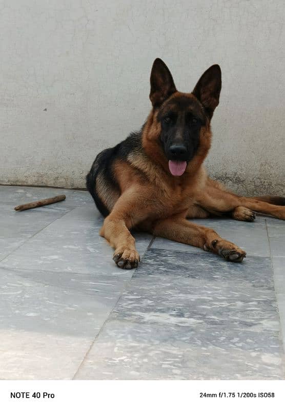 German Shepherd Dog red Pategree 11 months age. . . 2