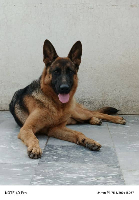 German Shepherd Dog red Pategree 11 months age. . . 3