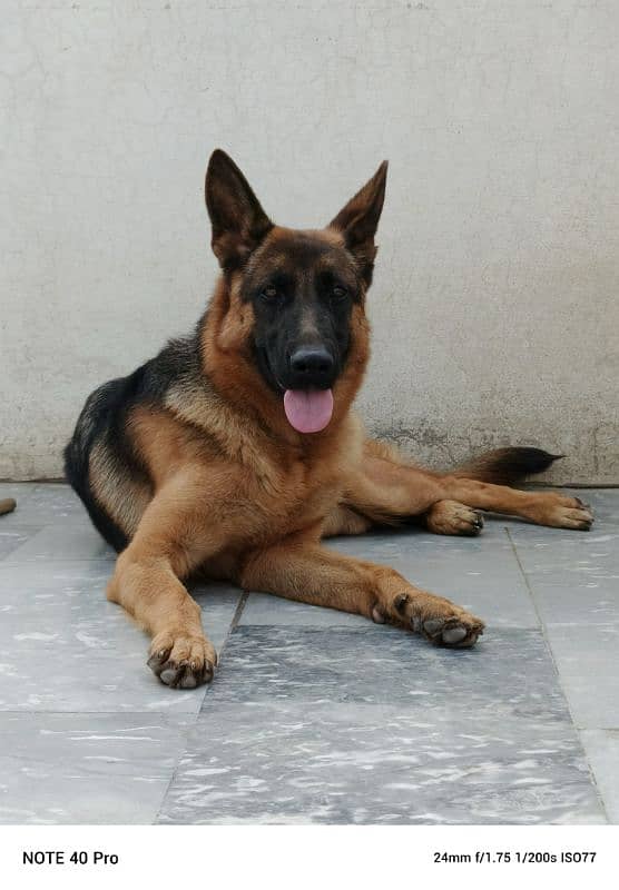 German Shepherd Dog red Pategree 11 months age. . . 4