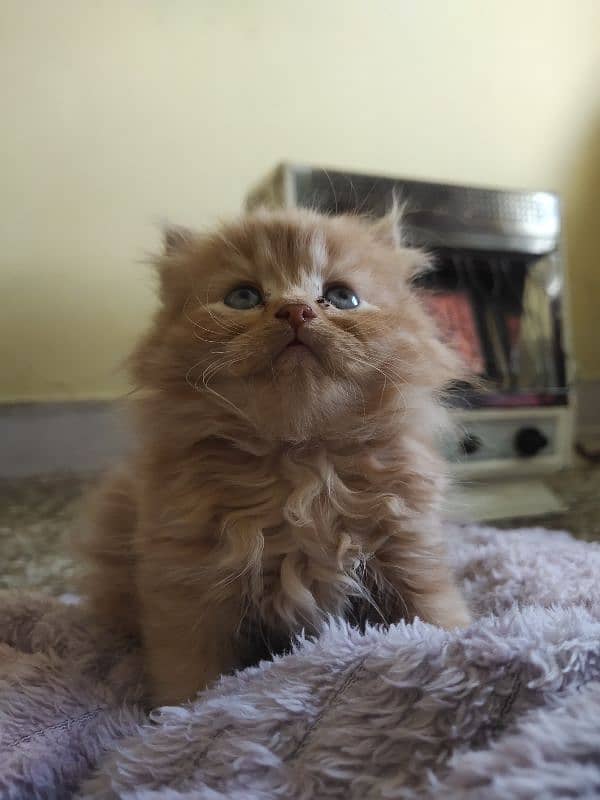 1 month triple coat Persian male kitten 0