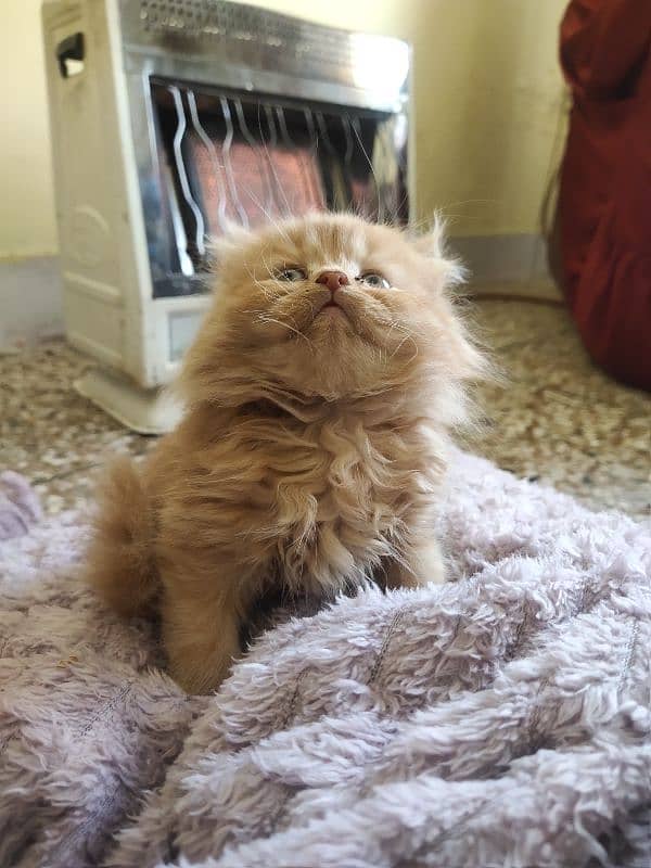 1 month triple coat Persian male kitten 1