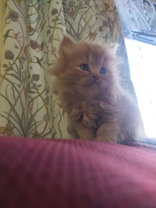 1 month triple coat Persian male kitten 2