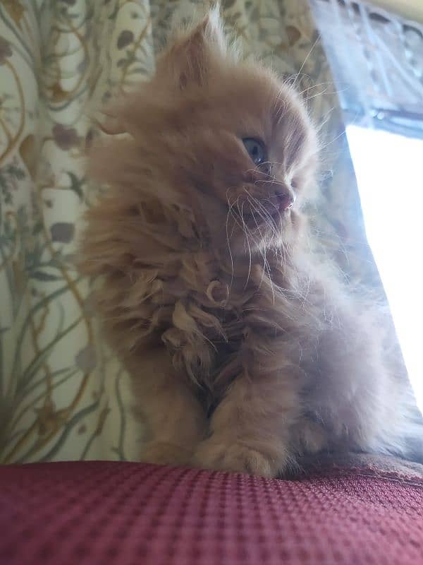 1 month triple coat Persian male kitten 3