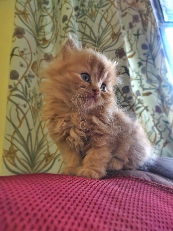 1 month triple coat Persian male kitten 4