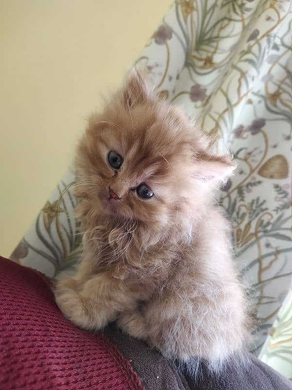 1 month triple coat Persian male kitten 5