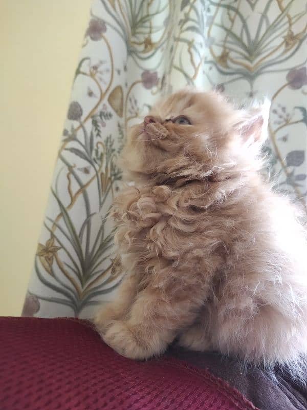 1 month triple coat Persian male kitten 6