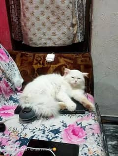 Selling My Persian Male Cat 2Years Old Vaccinated