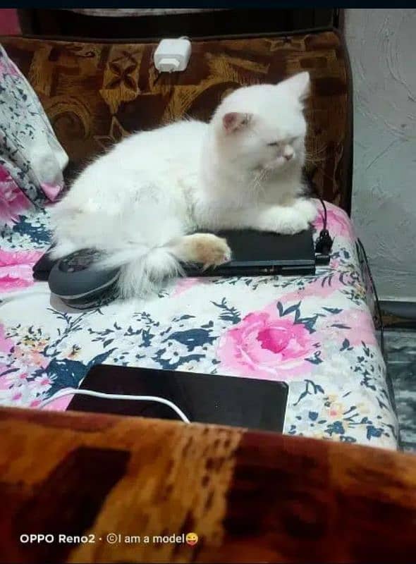 Selling My Persian Male Cat 2Years Old Vaccinated 1