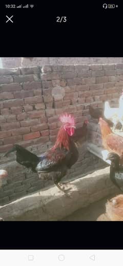 desi hens/golden misri for sale 03290792961