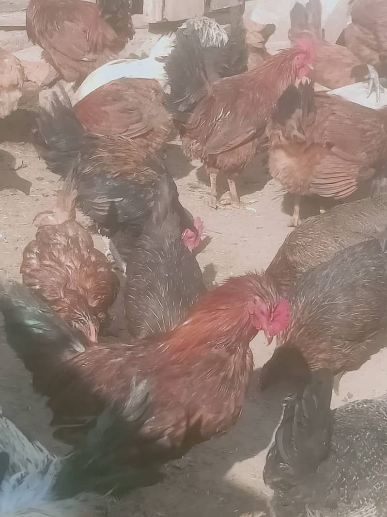 desi hens/golden misri for sale 03290792961 1