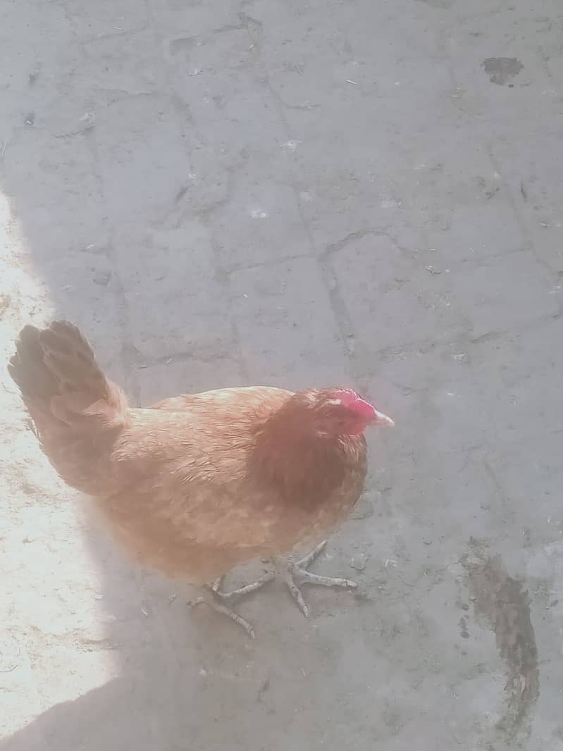 desi hens/golden misri for sale 03290792961 2