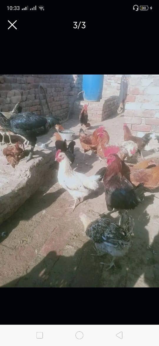 desi hens/golden misri for sale 03290792961 3