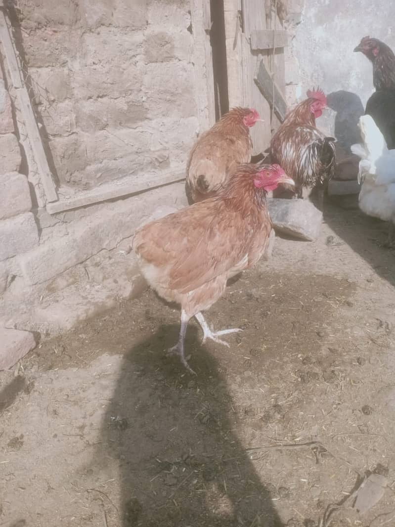 desi hens/golden misri for sale 03290792961 5