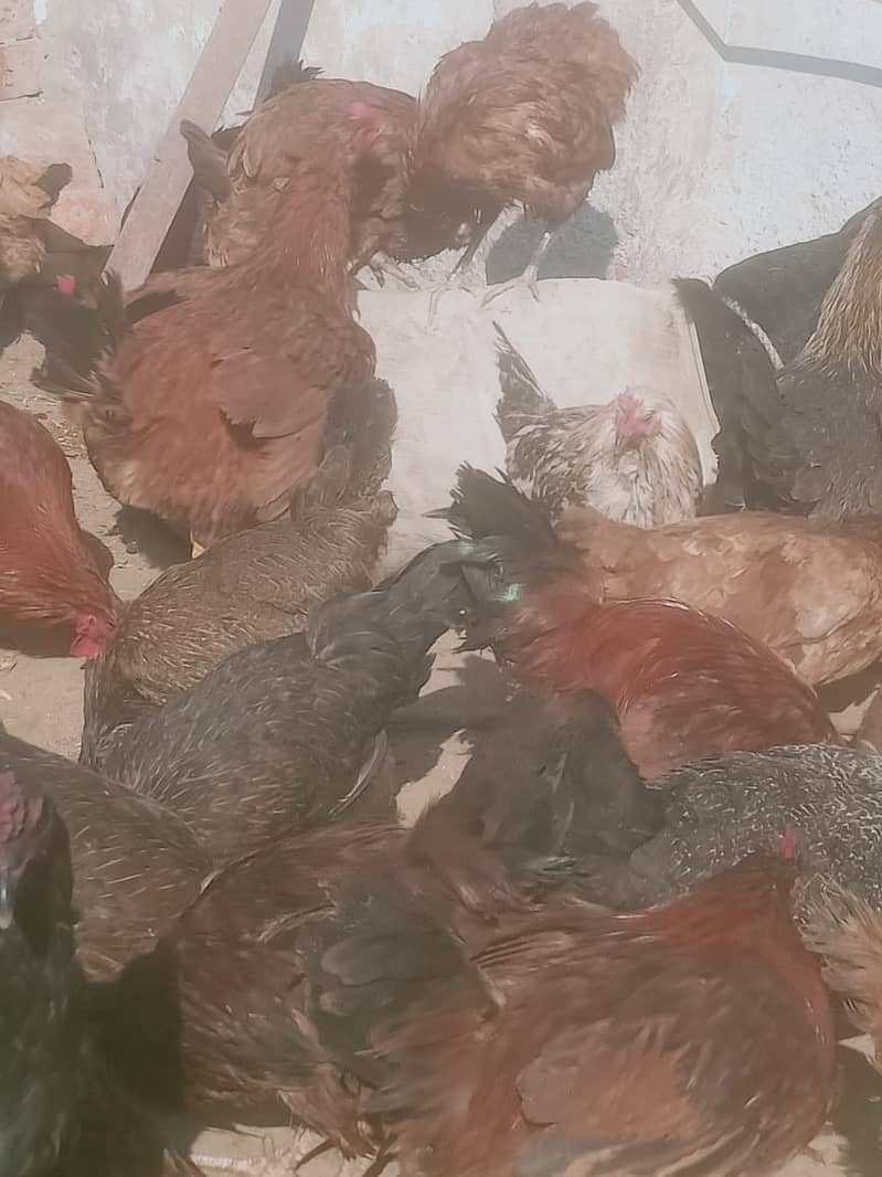 desi hens/golden misri for sale 03290792961 6