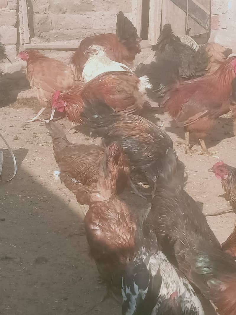 desi hens/golden misri for sale 03290792961 7