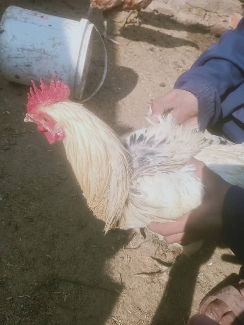 desi hens/golden misri for sale 03290792961 8