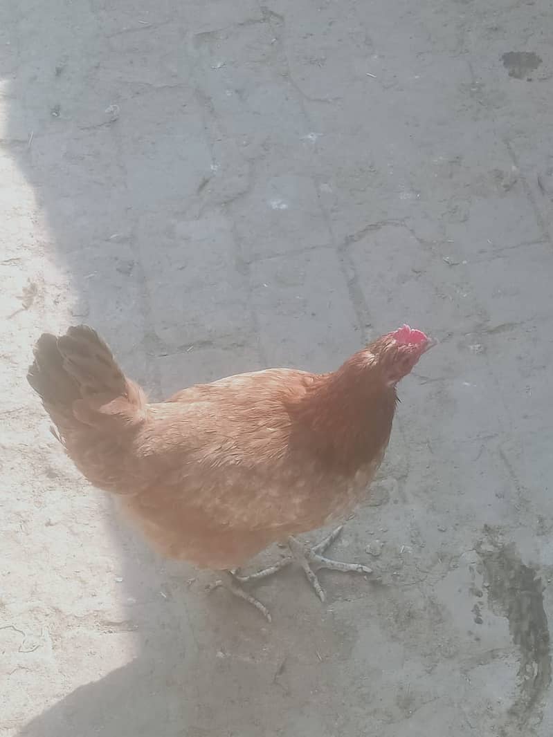 desi hens/golden misri for sale 03290792961 9