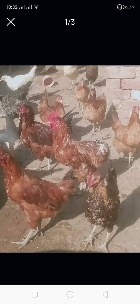 desi hens/golden misri for sale 03290792961 10