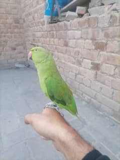 parrot sale peshawar