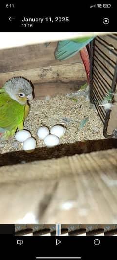 Pineapple conure high red factor breeder pair with eggs and box