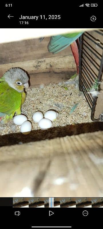 Pineapple conure high red factor breeder pair with eggs and box 0