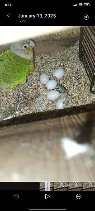 Pineapple conure high red factor breeder pair with eggs and box 1