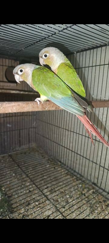 Pineapple conure high red factor breeder pair with eggs and box 2