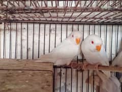 Albino red Pair