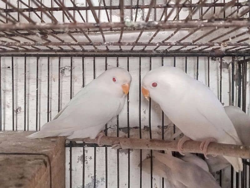 Albino red Pair 4