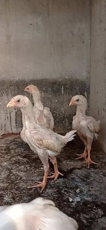 WHITE SHAMO CHICKS PARROT BEAK KANDHARI CHICKS 0