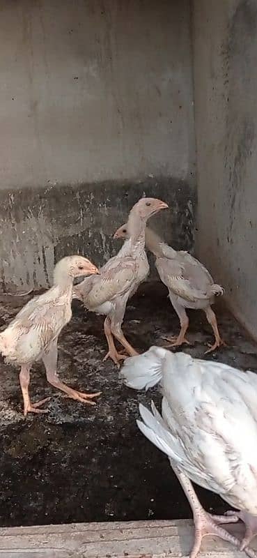 WHITE SHAMO CHICKS PARROT BEAK KANDHARI CHICKS 1