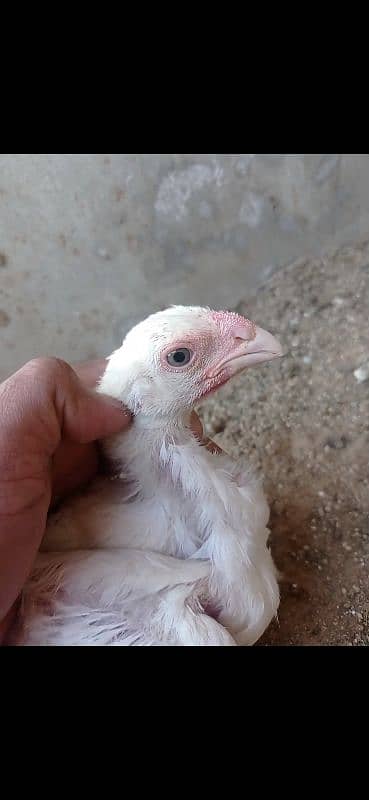 WHITE SHAMO CHICKS PARROT BEAK KANDHARI CHICKS 2