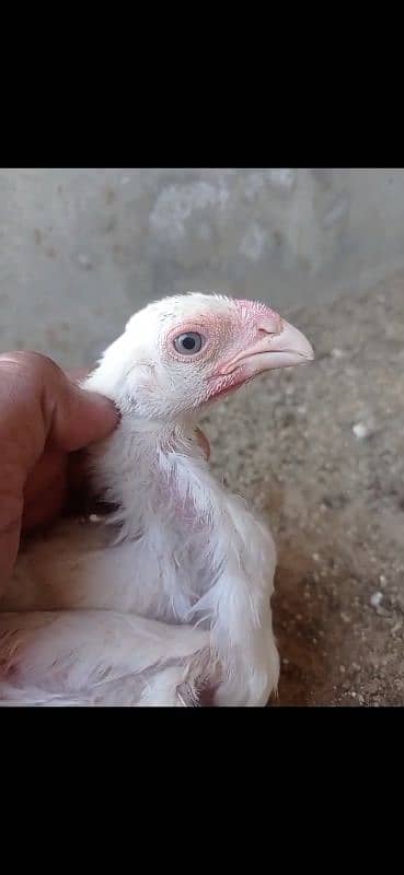 WHITE SHAMO CHICKS PARROT BEAK KANDHARI CHICKS 3