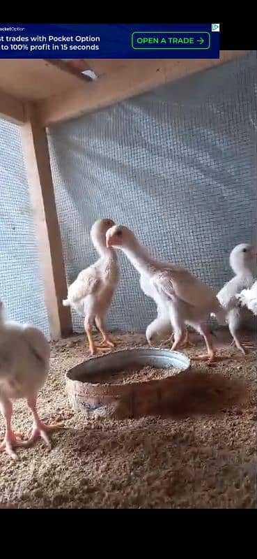 WHITE SHAMO CHICKS PARROT BEAK KANDHARI CHICKS 6