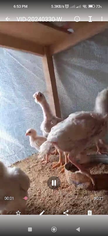 WHITE SHAMO CHICKS PARROT BEAK KANDHARI CHICKS 7