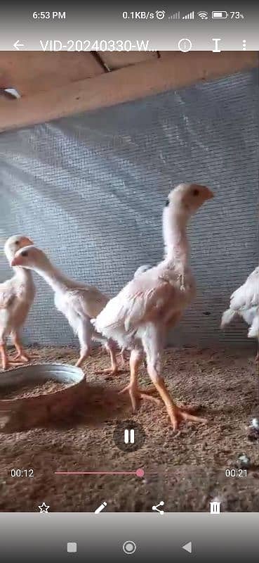 WHITE SHAMO CHICKS PARROT BEAK KANDHARI CHICKS 8