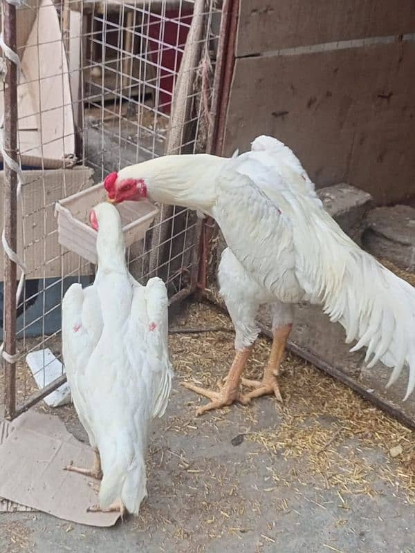 WHITE SHAMO CHICKS PARROT BEAK KANDHARI CHICKS 10