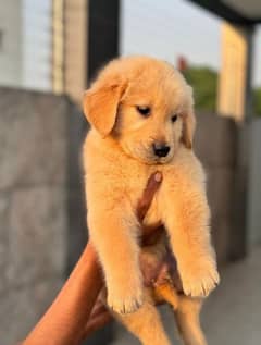 Golden Retriever puppies