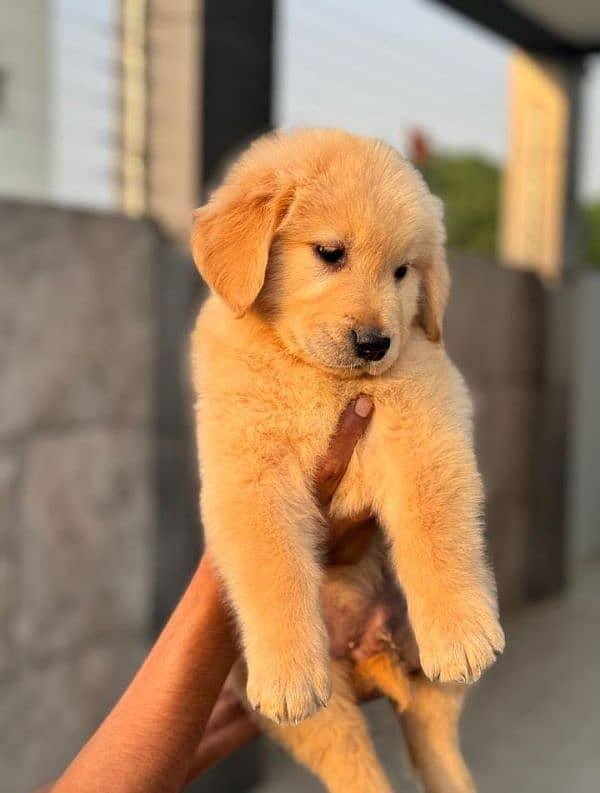 Golden Retriever puppies 0