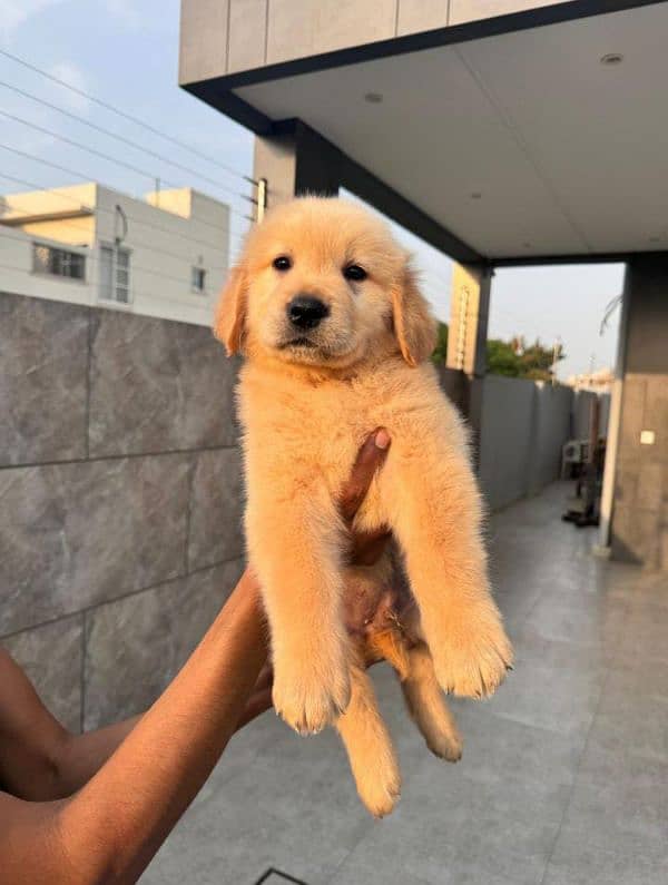 Golden Retriever puppies 1