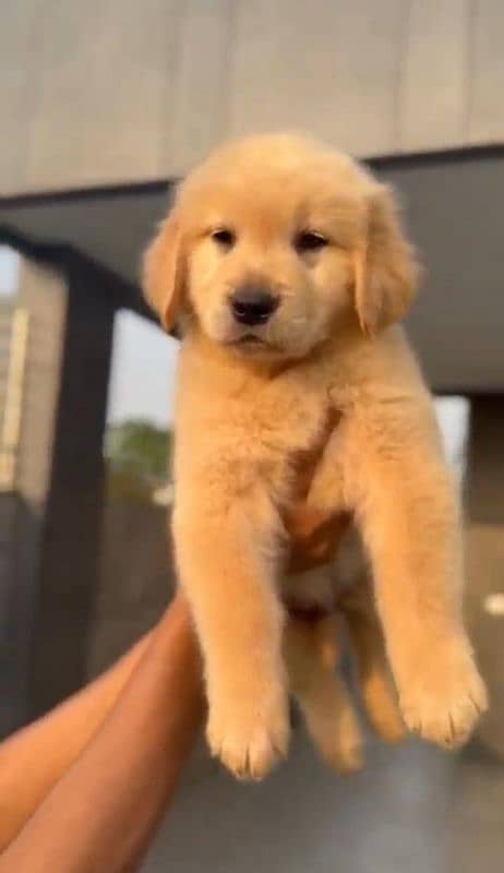 Golden Retriever puppies 2