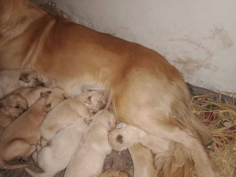 Golden Retriever puppies 4