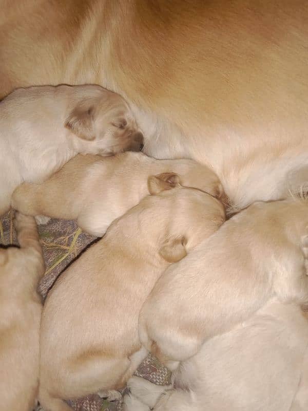 Golden Retriever puppies 5