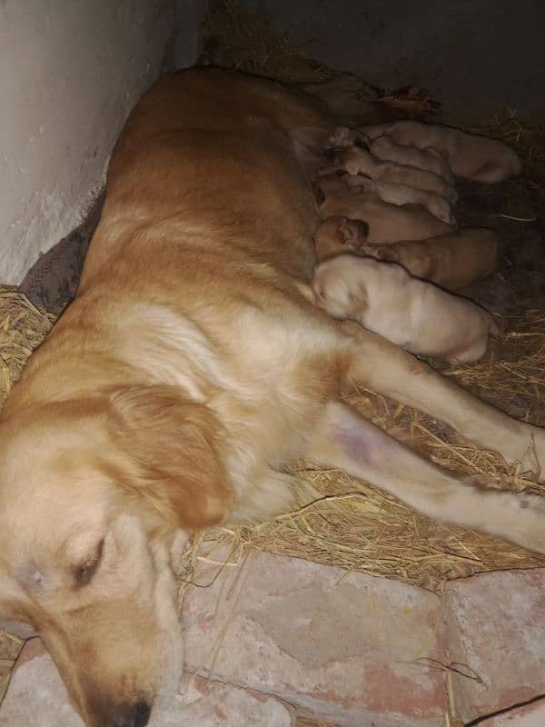 Golden Retriever puppies 6