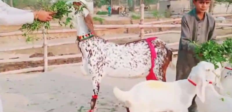 Desi Bakri 3 bacchon Ke Sath For Sale WhatsApp on 0313,4935,016 1