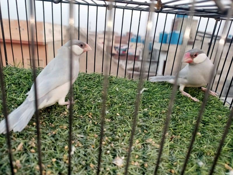 silver Java breeder pair 0