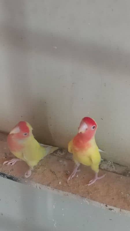 yellow, blue, and white lovebirds 0