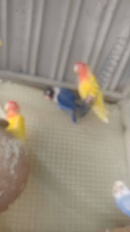 yellow, blue, and white lovebirds 1