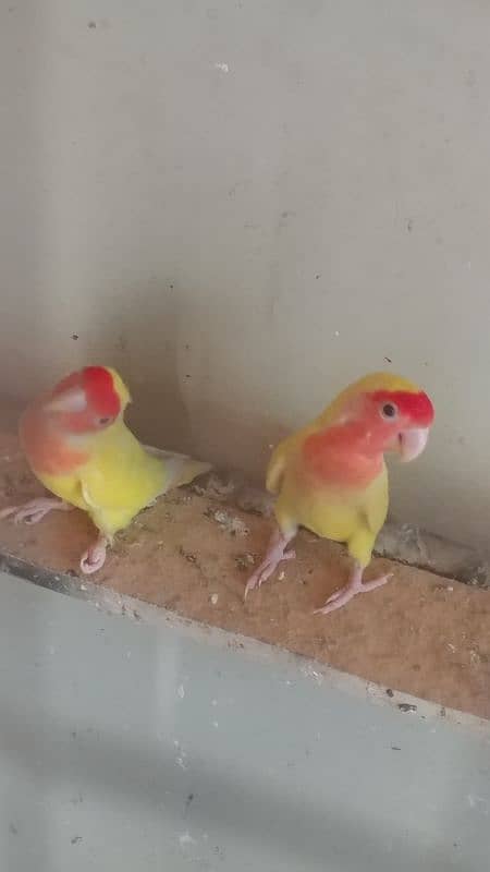 yellow, blue, and white lovebirds 2