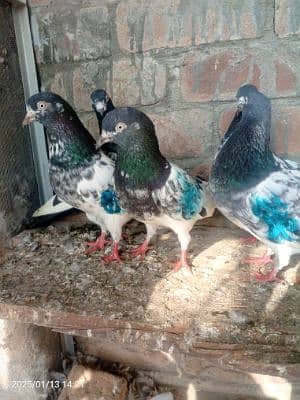 Ismaiel Bhatti Ismaiel Bhatti